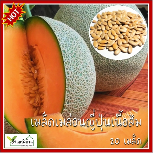 20 เมล็ด เมล่อนญี่ปุ่น เมล็ดเมล่อนญี่ปุ่น โมมิจิ เนื้อส้ม เมล็ดเมล่อน เมล่อน