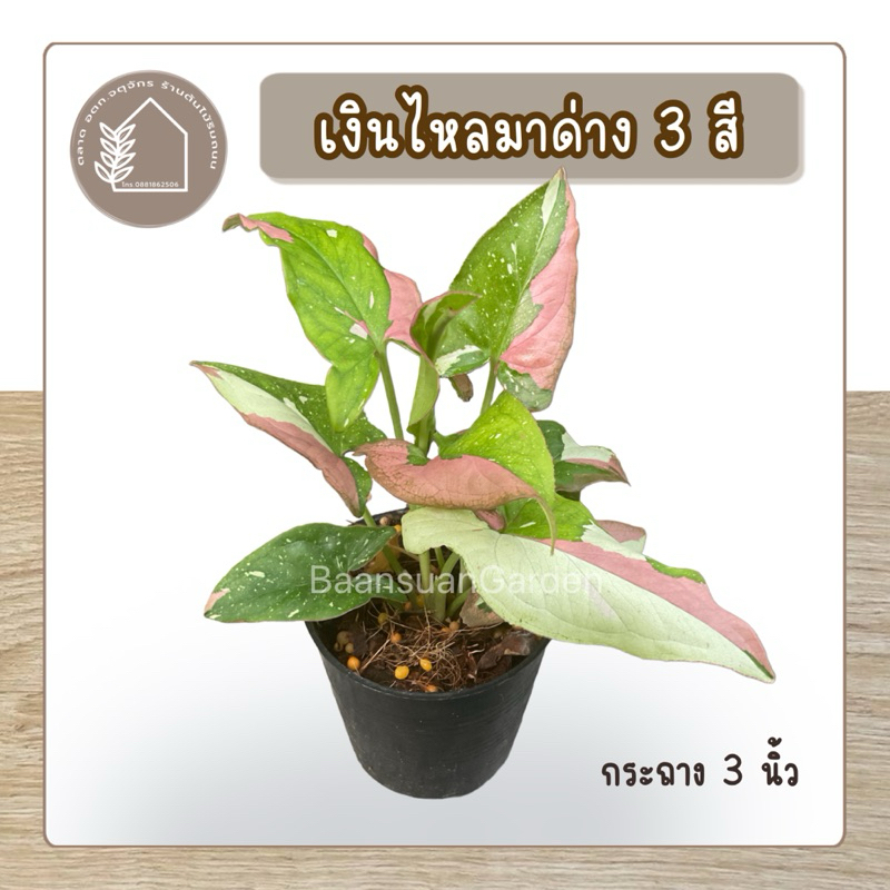 เงินไหลมาด่าง 3 สี กระถาง 3 นิ้ว