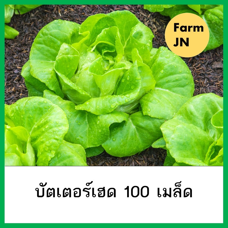 เมล็ดผักสลัดบัตเตอร์เฮด เมล็ดพันธุ์จาก FarmJN