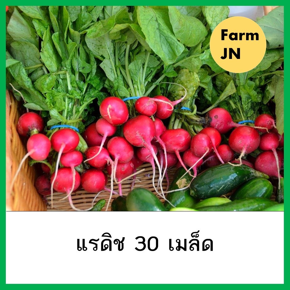 เมล็ดแรดิช เมล็ดพันธุ์จาก FarmJN