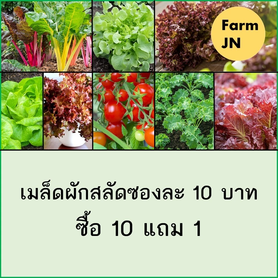 เมล็ดผักสลัด เมล็ดผัก 10แถม1 เมล็ดผักกินใบ เมล็ดผักสลัด