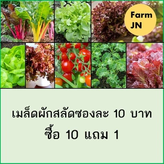 เมล็ดผักสลัด เมล็ดผัก 10แถม1 เมล็ดผักกินใบ เมล็ดผักสลัด