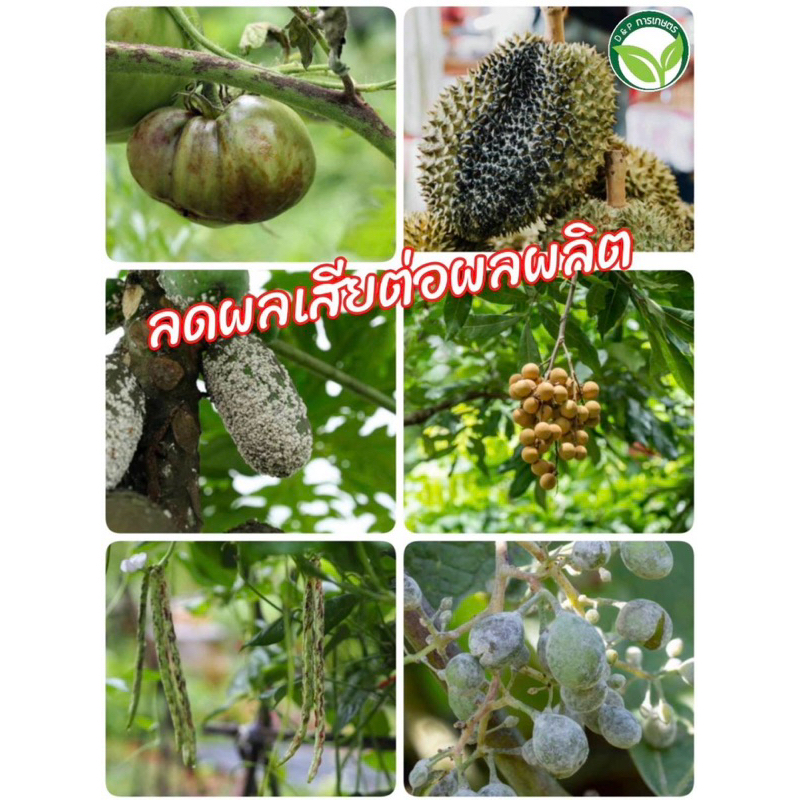 ไตรโคเดอร์มา พลัส 2in1 ขนาด 10 ลิตร-10000cc กำจัด-ป้องกันโรคเชื้อรา+ฟื้นฟู ราคา ถูกที่สุด ดีลบีเคเค แกลเลอรีภาพที่ 8