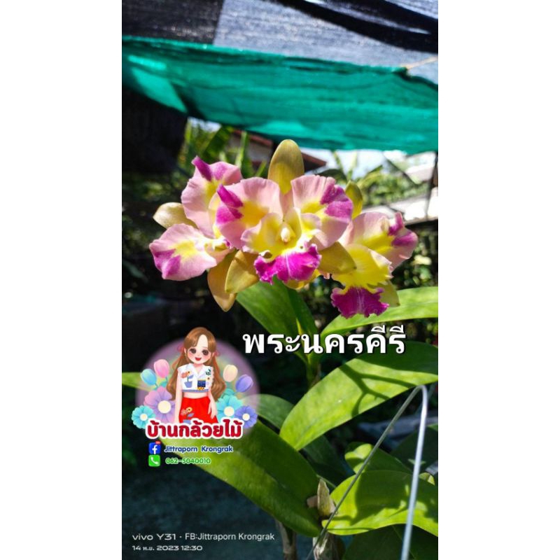 แคทลียา พระนครคีรี ดอกสีแฟนซีสดใส ดอกเล็ก เป็นพวง ต้นไม่ติดดอก ขนาดต้นพร้อมให้ดอกได้ค่ะ