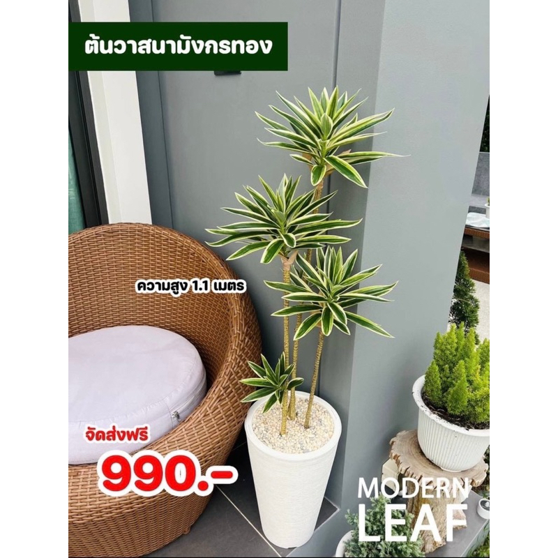 ต้นวาสนามังกรทอง ต้นไม้ปลอม สูงรวมกระถางโมเดิร์น 115 ซม. พร้อมหินตกแต่ง แบบประกอบสำเร็จ