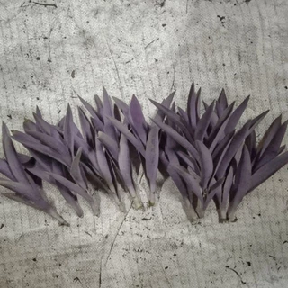 ต้นหัวใจสีม่วง เด็ดยอดสด ชุด20ต้น(3แถม1ชุด)