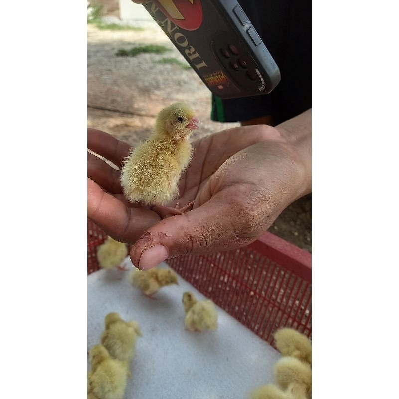 ไข่เชื้อนกกระทา สีขาวสายพันธุ์ลูกผสมเท็กซัส (มีแถมกันแตก) นำไปฟักในตู้ฟักไข่