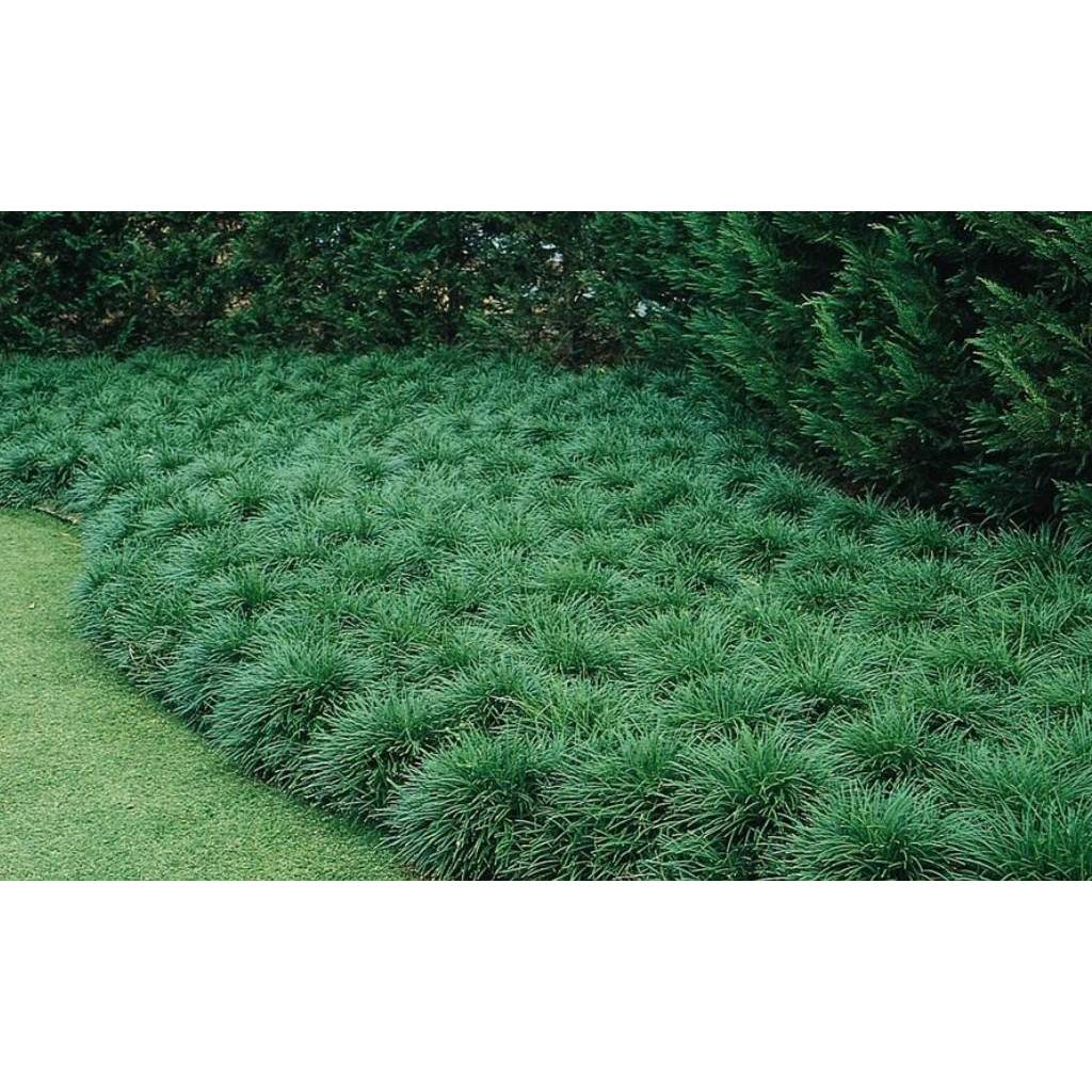 หญ้าหนวดปลาดุกแคระ​ .ปลูกง่าย จัดสวนในร่มทดแทนการปูหญ้า ไม้ประดับ​ สมุนไพร​ ต้นไม้ ฟอกอากาศ สวน จัดสวน แต่งบ้าน สวนครัว - รูปที่ 3