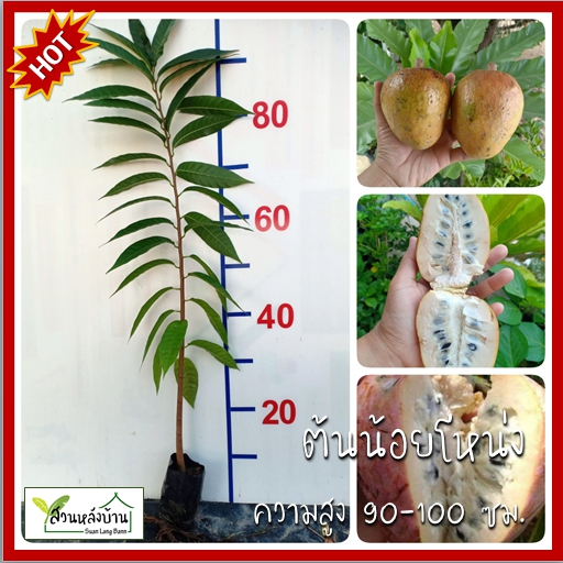 ต้นน้อยโหน่ง Custard apple น้อยโหน่ง มะดาก เร็งนา หนอนลาว