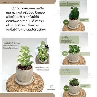 ต้นไม้มงคลพร้อมกระถางปูนเปลือย🪴💰✨