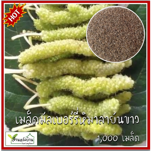 1,000 เมล็ด มัลเบอร์รี่หิมาลายันขาว เมล็ดมัลเบอร์เบอรี่หิมาลายันขาว เมล็ดหม่อน
