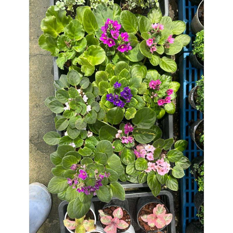 รอบ2/1/26แอฟริกันไวโอเล็ต #African Violet  ต้นไม้นำเข้าออกดอกบ่อย ราคา ถูกที่สุด ดีลบีเคเค แกลเลอรีภาพที่ 3