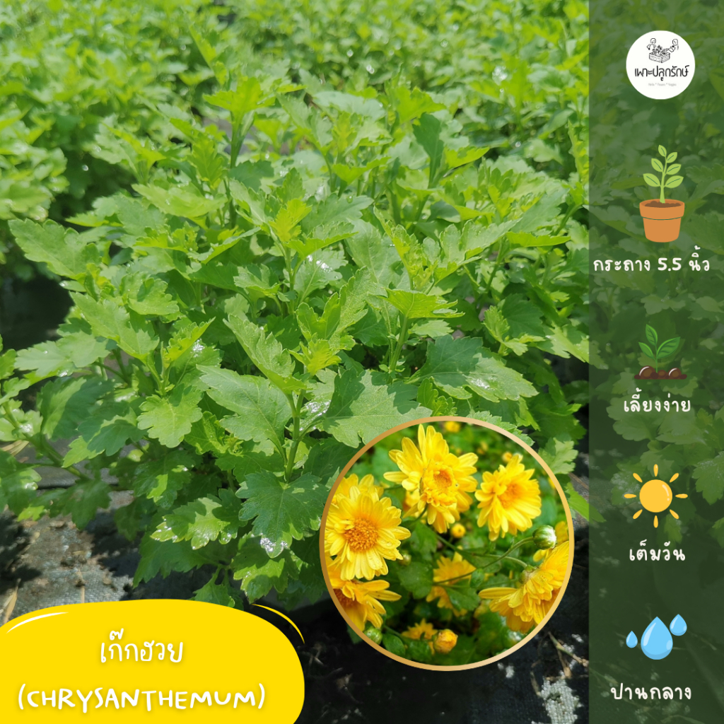 ต้นดอกเก๊กฮวย หรือ เบญจมาศสวน (Chrysanthemum) F51