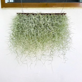 ม่านเคราฤาษีสำเร็จพร้อมแขวน หนวดฤาษี มอสสเปน (Spanish Moss) กว้าง40เซน ไม้แขวนบังแดด ไม้ฟอกอากาศ