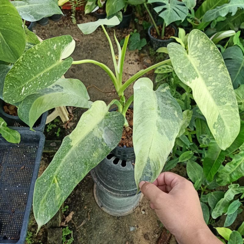 ❤️ (27/5/67) Philodendron Jose Buno 🌱 ฟิโลเดนดรอนโจสบลูโน่ ด่างสวยๆ 🌱 ไม้ด่าง ไม้ฟอกอากาศ 🌱 [PJB]