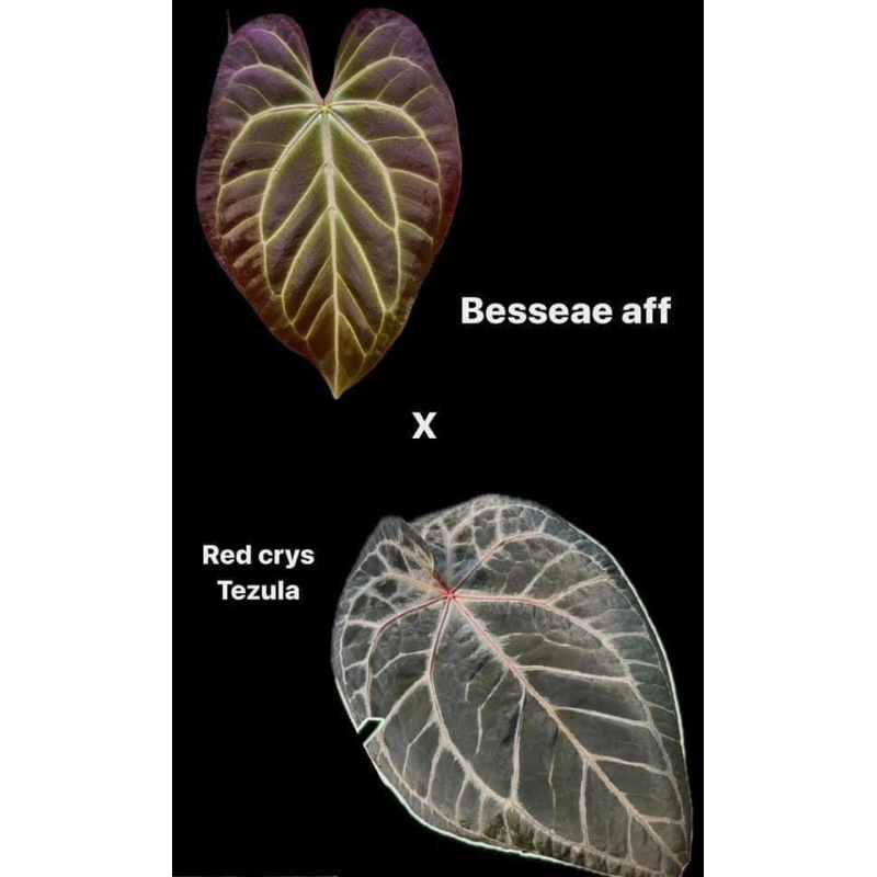 Anthurium Besseae aff x Red crys Tezula (ต้นในรูป) ต้นสุดท้าย