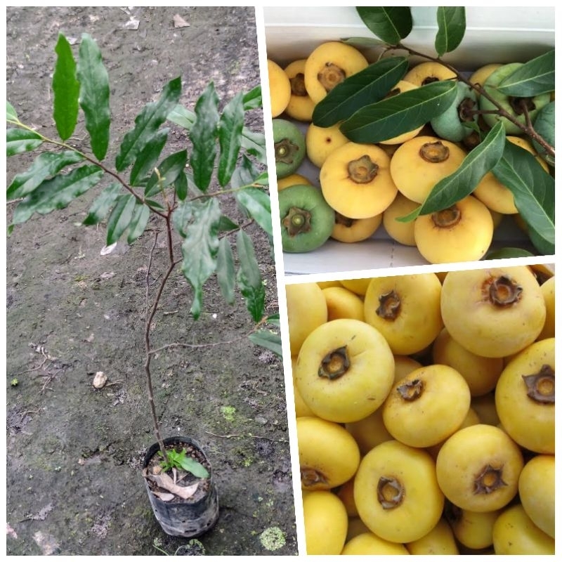 ต้นอินจันทร์ ต้นลูกจันทร์ จันโอ สูง 80-100 cm