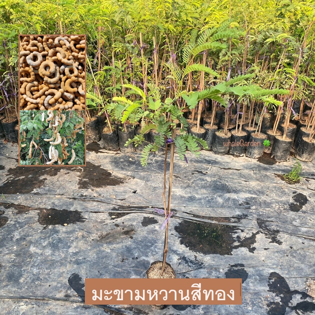ต้นมะขามหวาน มะขาม พันธุ์ มะขามหวาน สีทอง เสียบยอด ให้ผลเร็ว 1ปี tamarind (รับประกัน ส่งใหม่ฟรี หากสินค้าเเสียหาย!!)