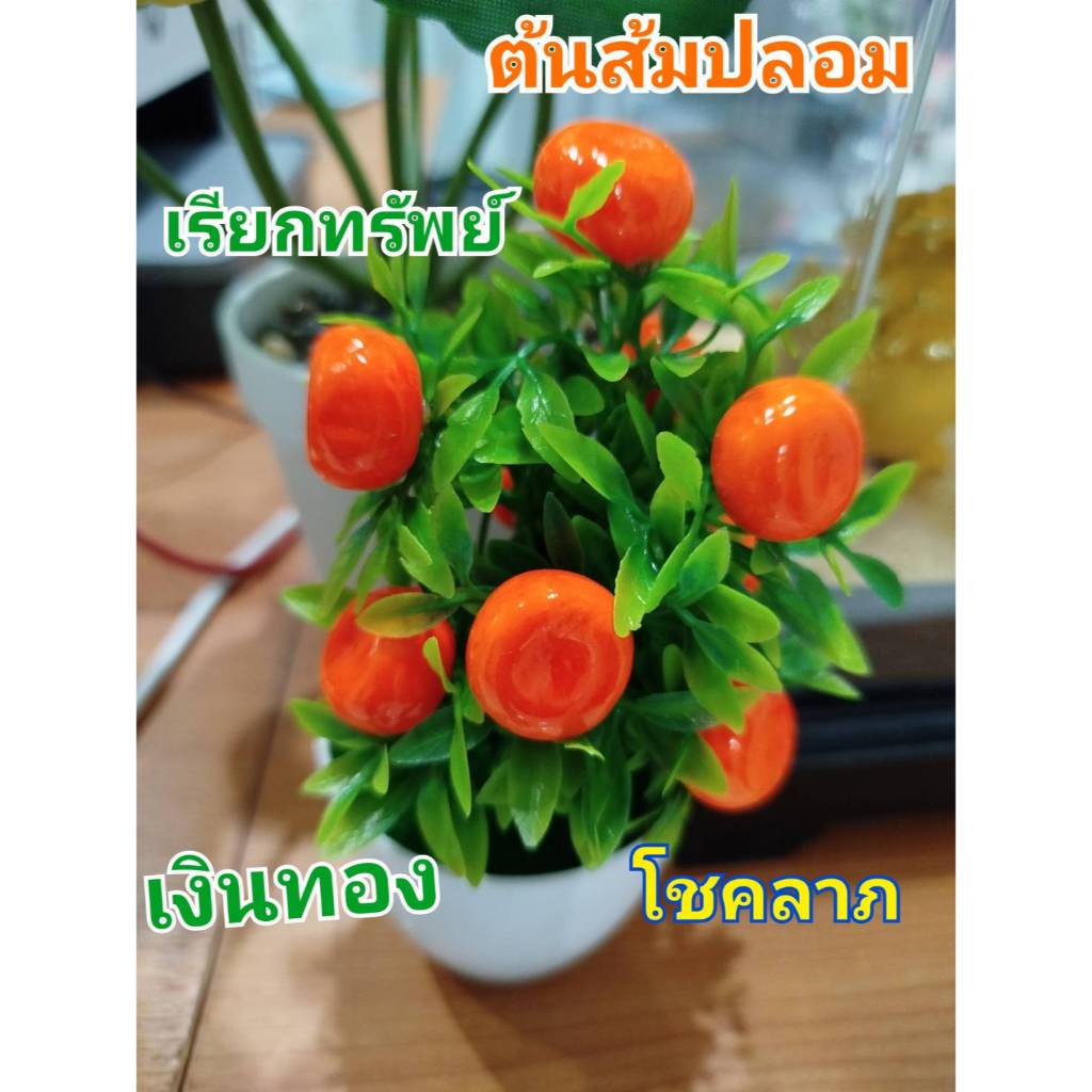 ต้นส้ม ต้นส้มมงคล ขนาด 18 ซม. ต้นส้มจี๊ดรวมกระถาง พร้อมส่งจากไทย 🍊พร้อมส่ง🍊ต้นส้มปลอม เรียกทรัพย์ เส