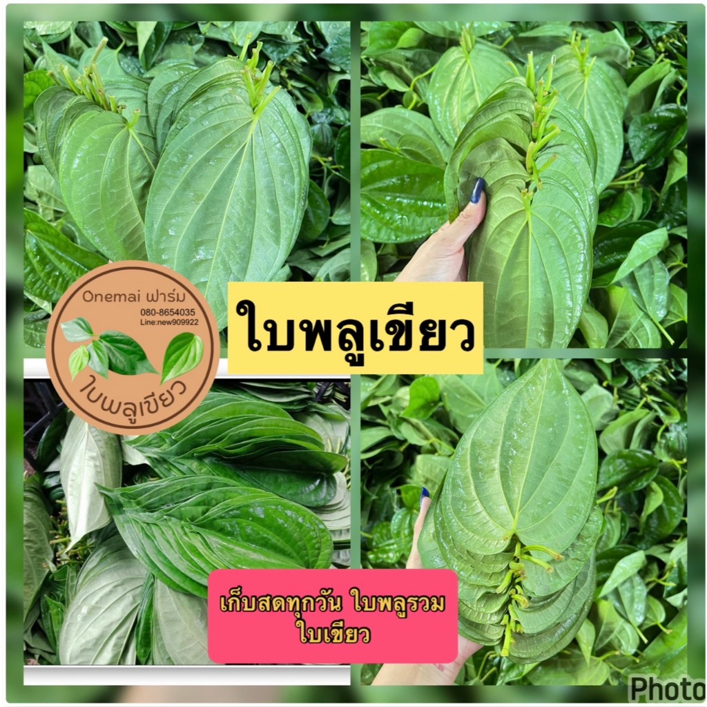 ใบพลูเขียวใต้ (1 กิโลกรัม) พลูกินหมาก พลูพิธีกรรม คัดใบสวย ใบพลูเรียง ကွမ်းသီး ไซส์รวม เก็บสดจากสวนทุกวัน