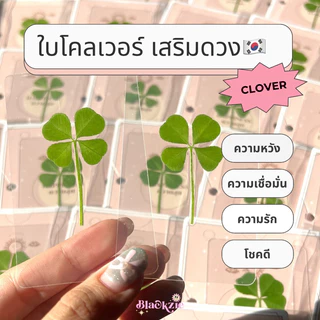 🇰🇷🍀🔮(พร้อมส่ง ใบแท้)ใบโคลเวอร์ 4 แฉก ใบจริง ของแท้จากเกาหลี🇰🇷 (Leaf Clover) ใบไม้แห่งความโชคดี (ใช้โค้ดในvideoได้!!!)