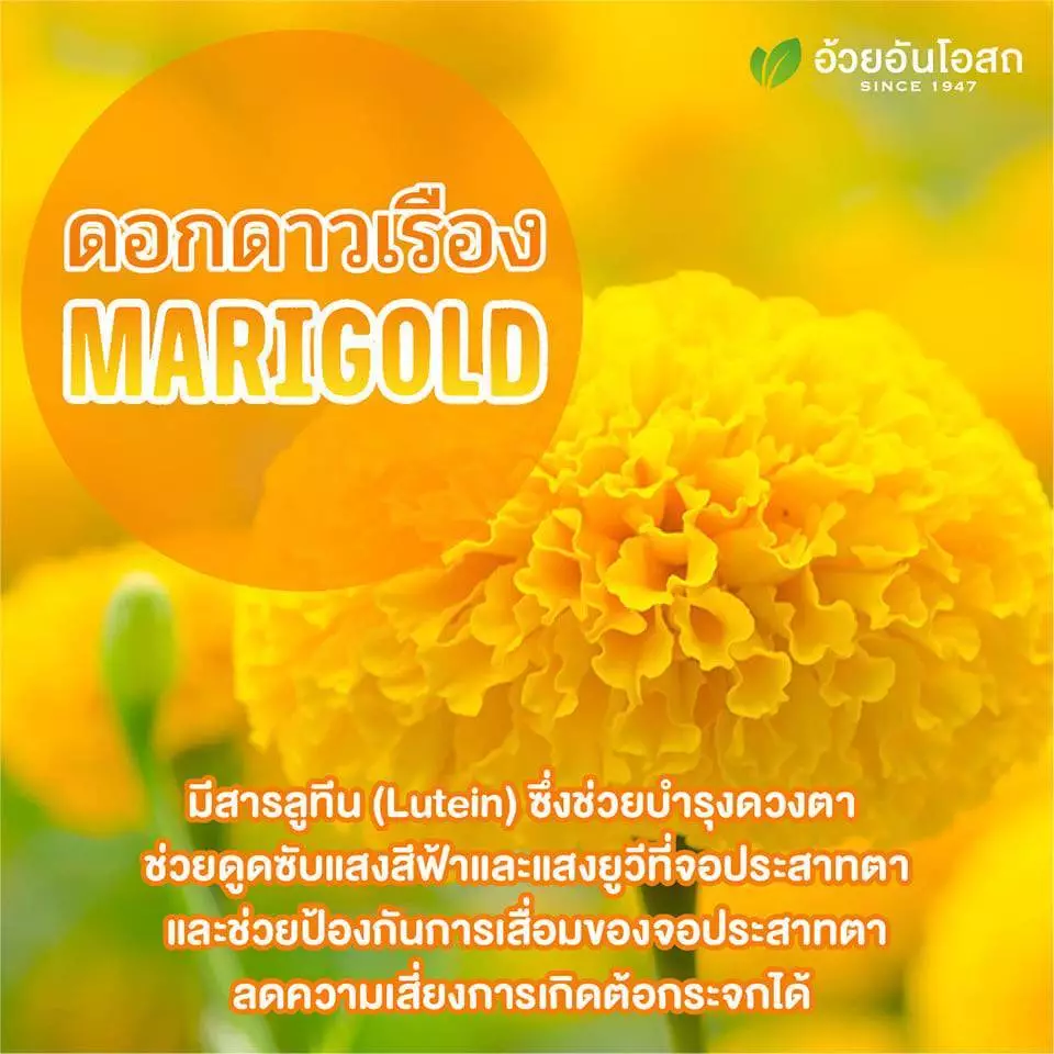 Ocoberry Bilberry Extract บิลเบอร์รี่ บำรุงสายตา วิตามินบำรุงดวงตา อ้วยอันโอสถ 60 แคปซูล ของแท้100% thumbnail 3