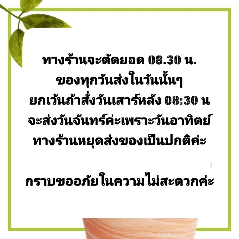 หลักไม้เลื้อย เสาไม้เลื้อย กาบมะพร้าว 50 60 80 cm.