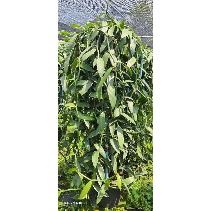 กิ่งวานิลลาพันธุ์แพลนนิฟลอเรีย ยาว 1เมตร