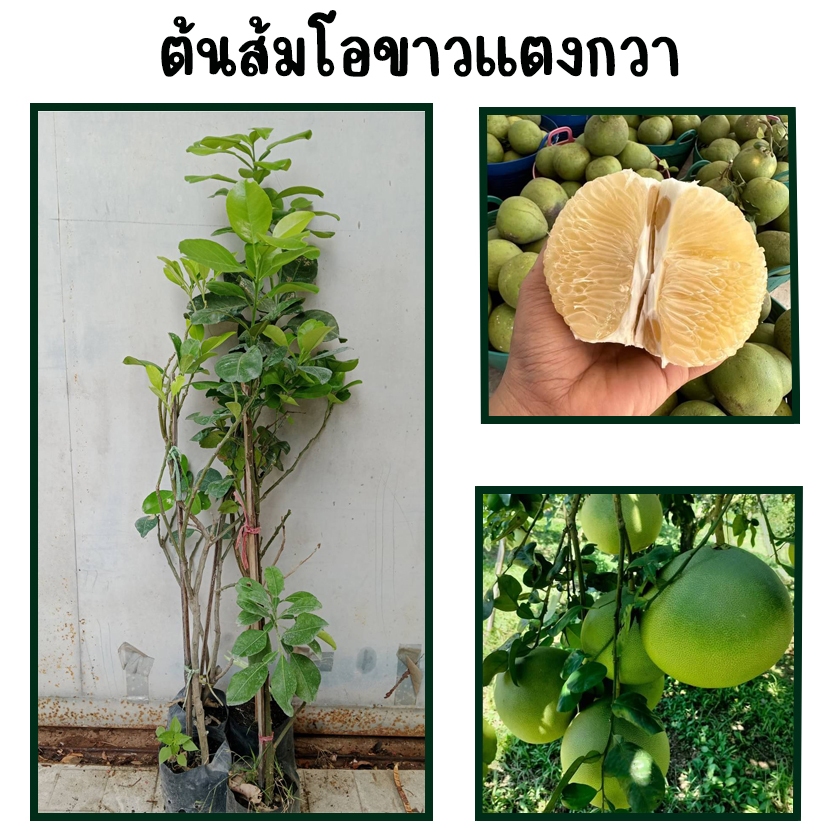 ต้นส้มโอขาวแตงกวา ช่วยให้เจริญอาหาร เหมาะอย่างมากสำหรับผู้ที่เบื่ออาหาร ปากไม่รู้รสอาหาร