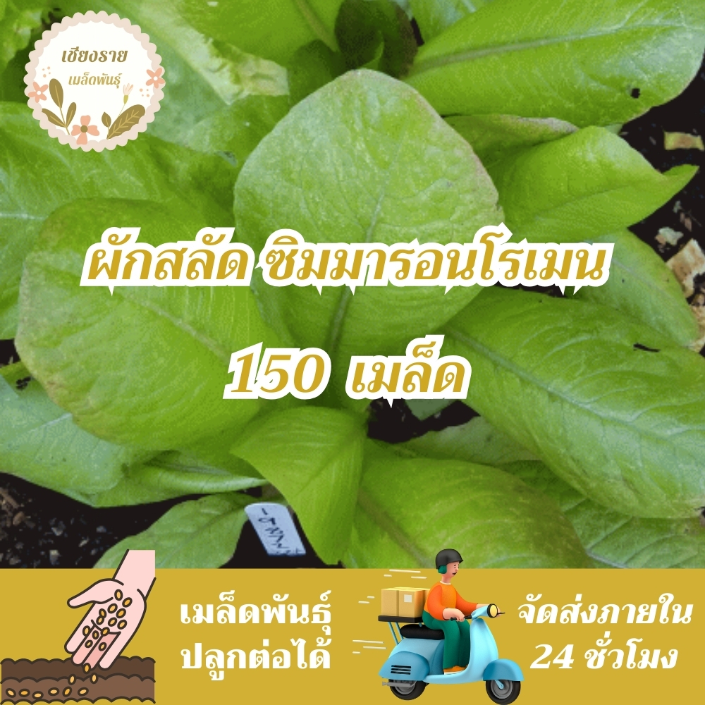 เมล็ดพันธุ์ ผักสลัด ซิมมารอนโรเมน 150 เมล็ด Cimmaron Romaine Lettuce เมล็ดพันธุ์แท้100% นำเข้าจากต่างประเทศ