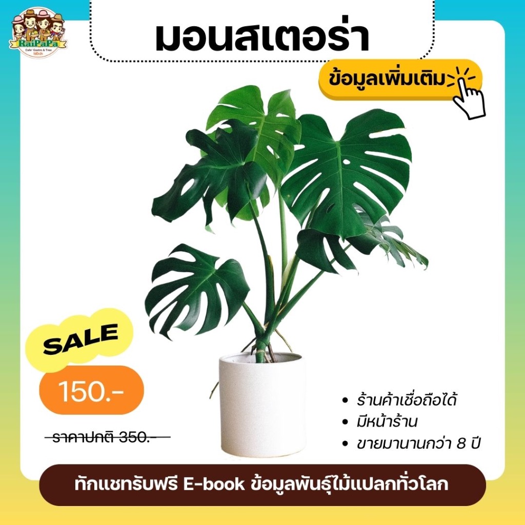 ต้นมอนสเตอร่า ไจแอนท์ ทรงพุ่ม ฟอร์มสวย ไม้ฟอกอากาศ ประดับบ้าน ปลูกง่าย