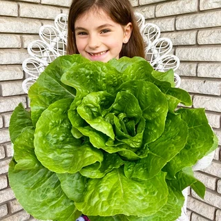 ผักสลัด📌10แถม1!!🎯ถูกที่สุด 10 บ.🎯ชุดเมล็ดพันธุ์ผักสลัด 5-200 เมล็ด 10บาท 📌งอกดี🌱มีคู่มือการปลูก