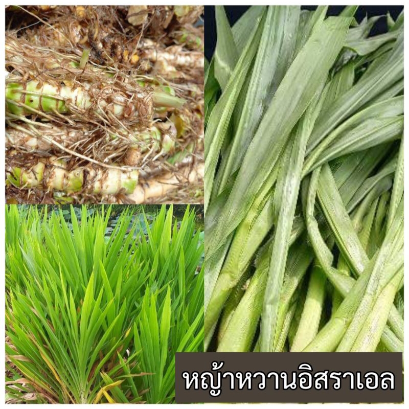 พันธุ์หญ้าหวานอิสราเอล จำนวน100ท่อน