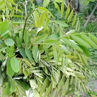 เมล็ดพันธุ์ขี้เหล็กขาว 500 เมล็ด 69 บาทซื้อ 2 แถม 1