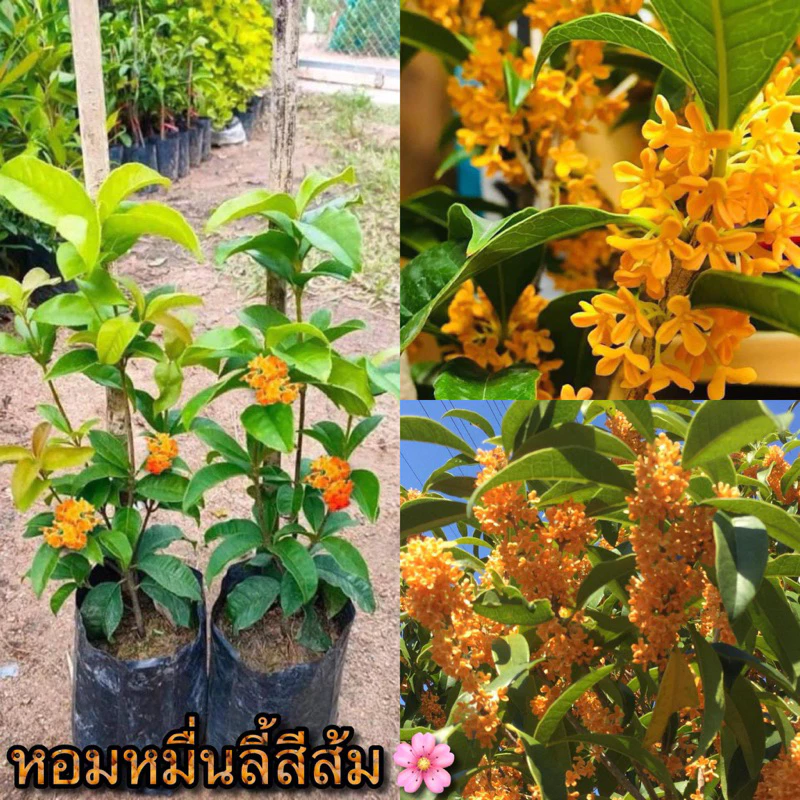 ขายต้น หอมหมื่นลี้ สีส้ม ขนาดพร้อมปลูก 30-40เซน