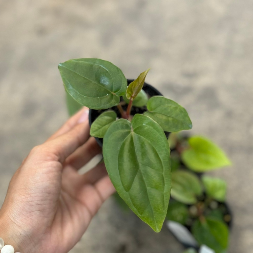 Anthurium besseae aff x luxurians