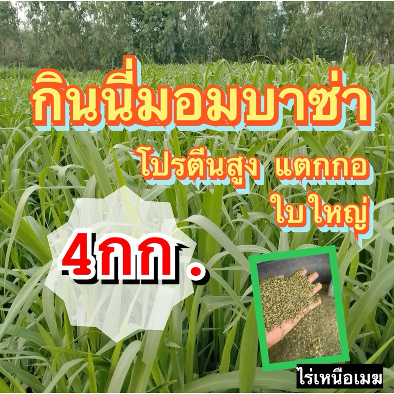 ✅ กินนี กินนี่มอมบาซ่า เมล็ดกินนี่มอมบาซา 4 กิโลกรัม (พร้อมปลูก) แตกกอ ใบใหญ่  ทนแล้ง
