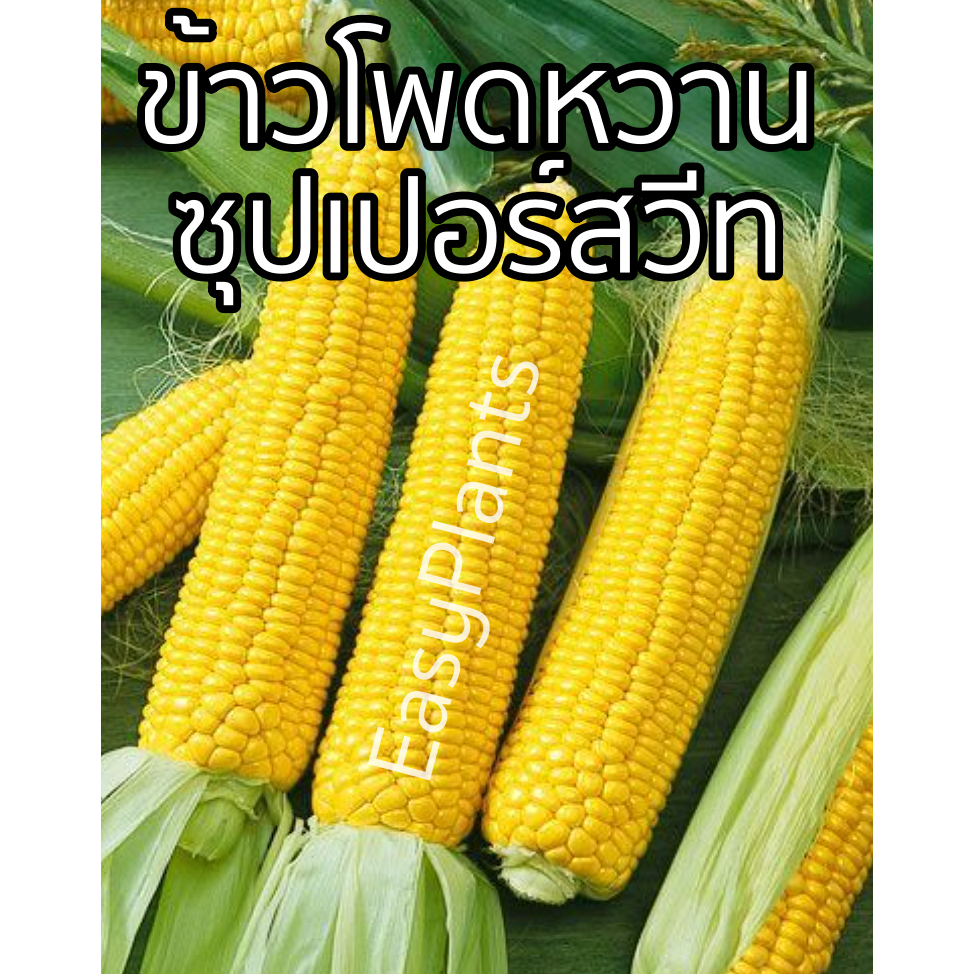 เมล็ดพันธุ์ Super Sweet ข้าวโพดหวาน ซุปเปอร์สวีท 100 เมล็ด หวาน อร่อย พร้อมคู่มือปลูก