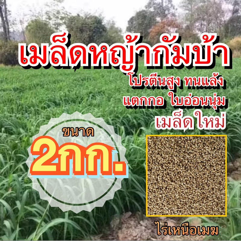 ✅ กัมบ้า เมล็ดหญ้ากัมบ้า 2 กิโลกรัม #พร้อมปลูก(รับประกันการงอก) หญ้าเลี้ยงสัตว์ พันธ์ุหญ้า  หญ้าเลี้ยงวัว