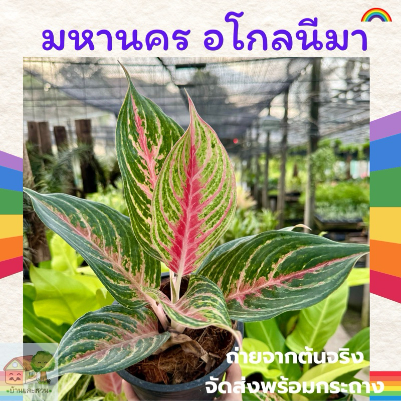 มหานคร อโกลนีมาใบลายฟอร์มสวย แพคจัดส่งพร้อมกระถางขนาด 5-6 นิ้ว ลำต้น ใบสูงประมาณ 20 เซน