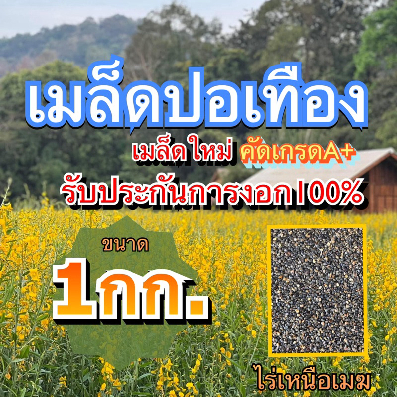 ปอเทือง เมล็ดปอเทือง 1 กิโลกรัม(รับประกันการงอก)พร้อมปลูก