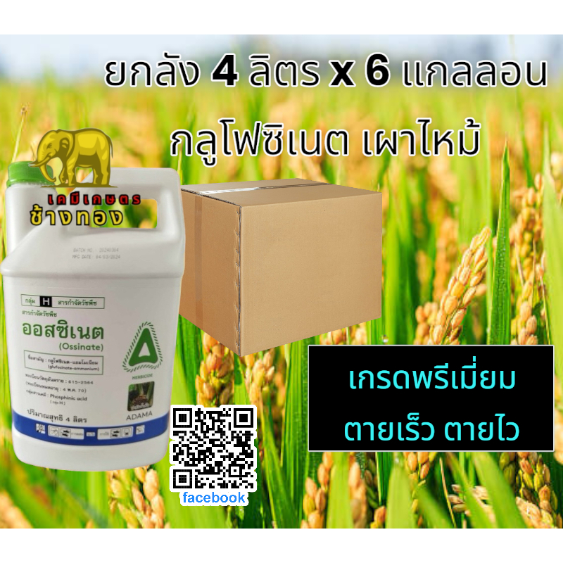 ออสซิเนต 4 ลิตร x 6 แกลลอน (ออกฤทธ์เร็ว ตายเร็ว) ADAMA กลูโฟซิเนต เฉลี่ย= 635 บาท(ยกลัง 6 แกลลอน)