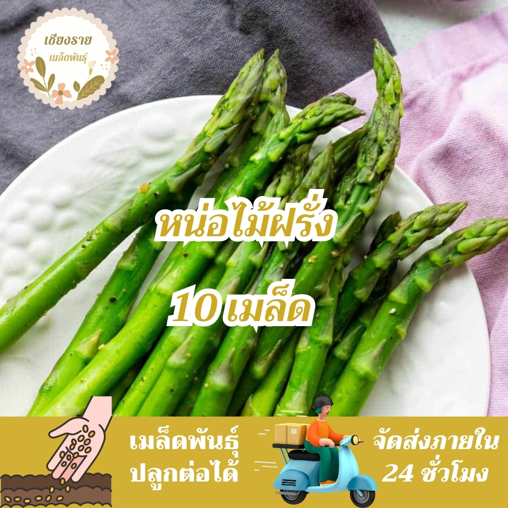 เมล็ดพันธุ์ หน่อไม้ฝรั่ง เมรี่วอชิงตัน 10 เมล็ด Mary Washington Asparagus Seed เมล็ดพันธุ์แท้นำเข้าจากต่างประเทศ ปลูกผัก