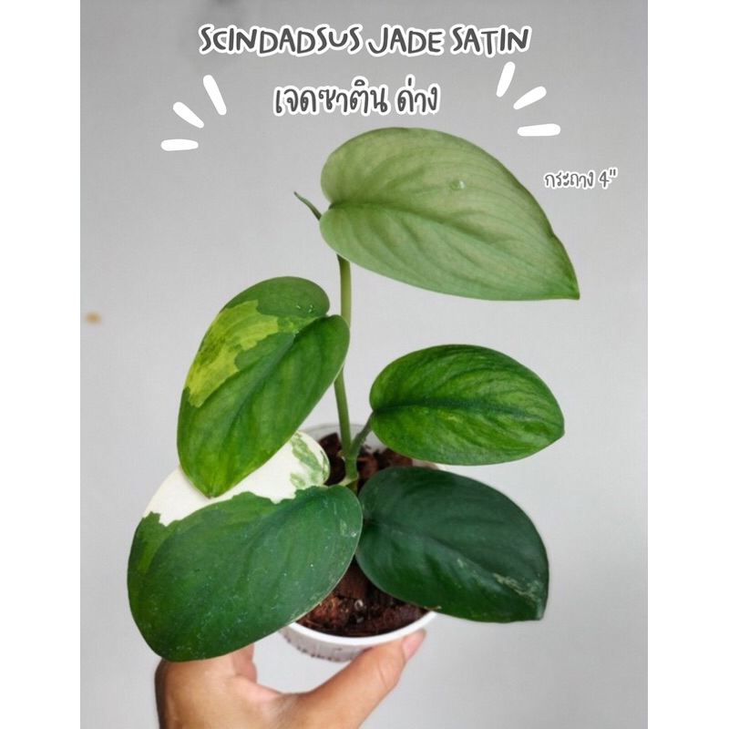 เจดซาตินด่าง scindapsus jade satin variegated