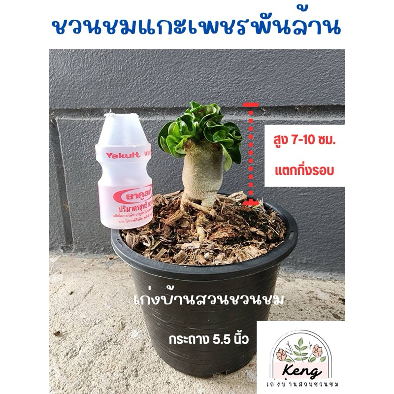 ชวนชมแกะเพชรพันล้าน (Dorset Horn Adenium DHA) หลายขนาดต้น