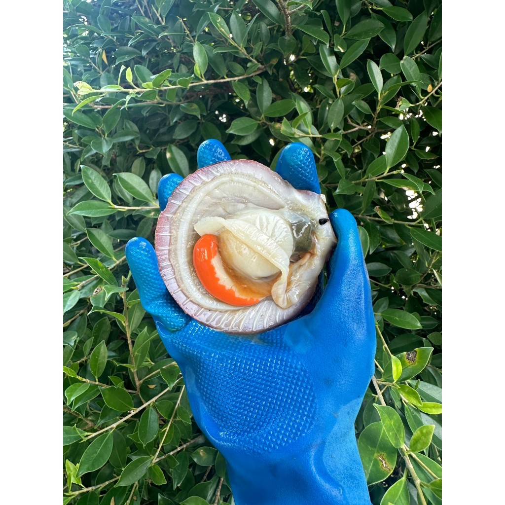 หอยเชลล์ แกะสด 199บาท 300 กรัม จากเรือประมง ปลอดสารทุกชนิด ขาวธรรมชาติ - รูปที่ 3