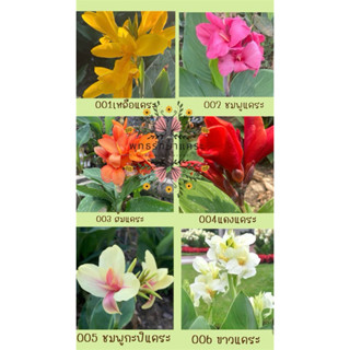 พุทธรักษาพันธุ์เเคระ ไม้มงคลเสริมโชคลาภ ไม้ฟอกอากาศ(จำหน่ายเ…