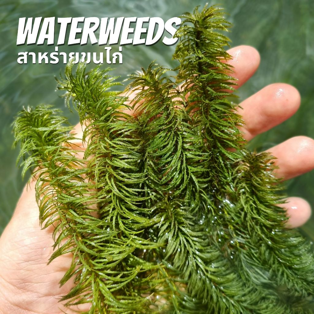 สาหร่ายขนไก่ บำบัดน้ำ - Waterweeds ต้นไม้น้ำ