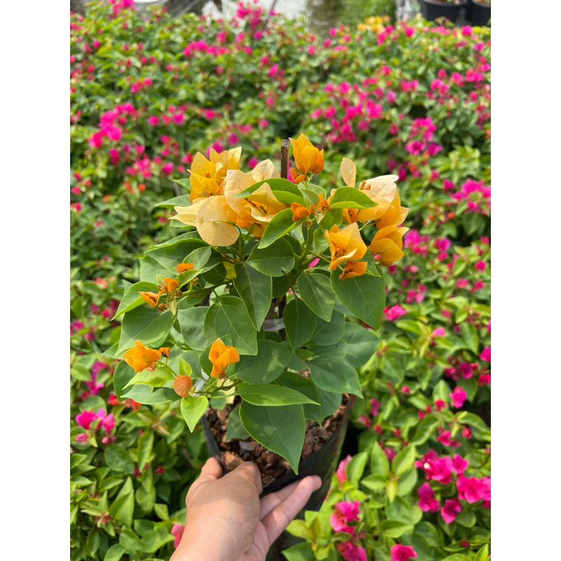 เฟื่องฟ้า ต้นเฟื่องฟ้า ขนาดถุงดำ 4นิ้ว สูง 30-40 cm ออกดอกตลอดทั้งปี (ดอกเยอะ ดอกน้อยขึ้นอยู่กับแต่ละล็อต)