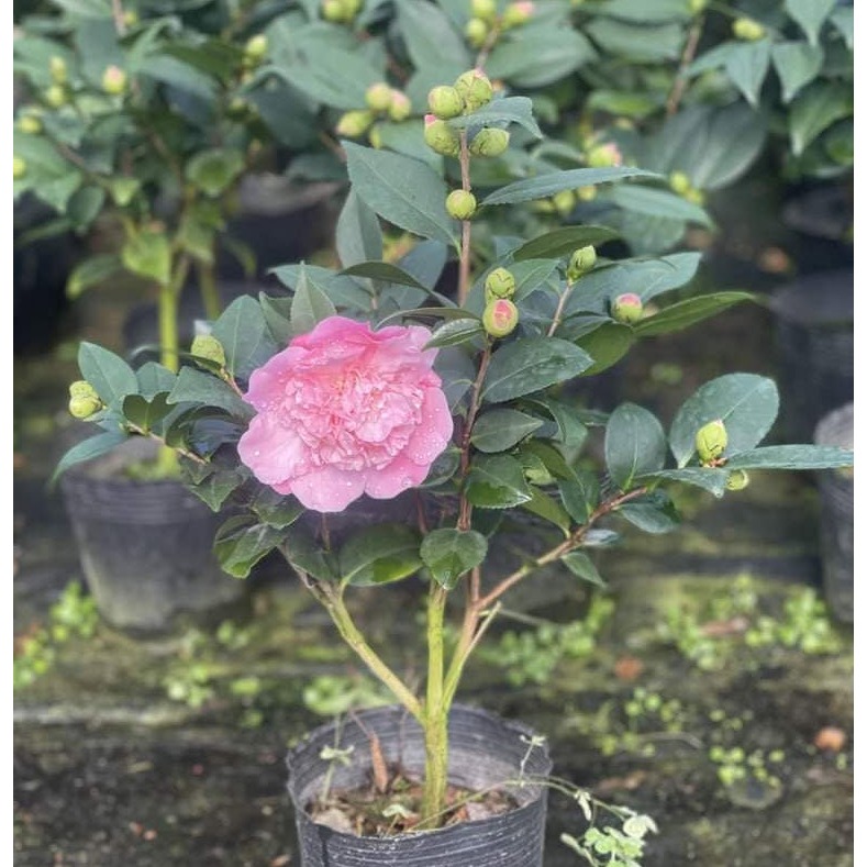 ต้น คาเมเลีย ดอกสีชมพู พันธุ์เซียงเฟย กลิ่นหอม อายุ 1-2 ปี คามิเลีย Camellia จากจีน